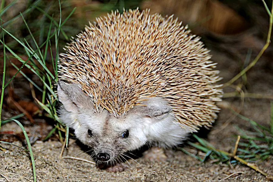 Hedgehog
