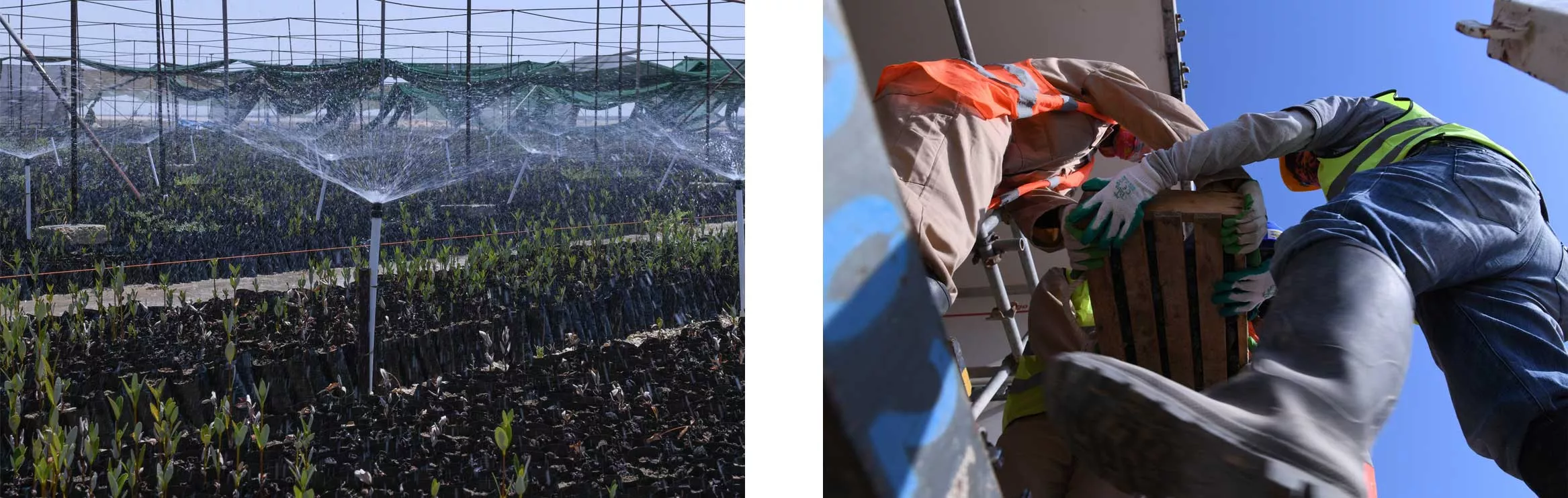 left: Mangrove seedlings being nurtured.  right: Two workers transporting box of seedlings