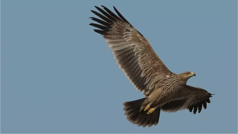 Eastern imperial eagle