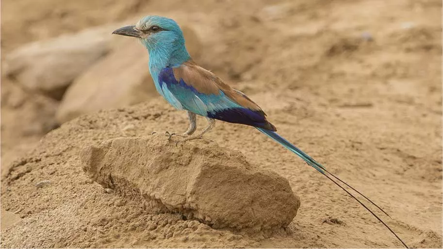 Abyssinian roller