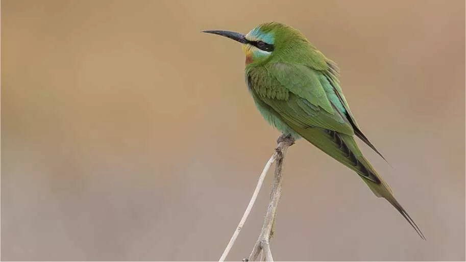 Blue-cheeked bee-eater