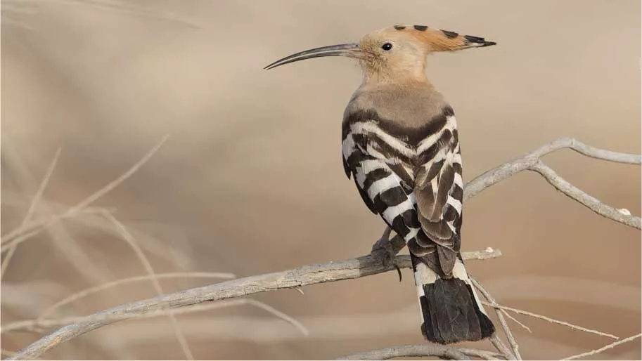 Eurasian hoopoe