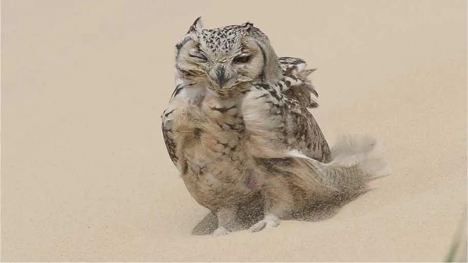 Pharaoh eagle owl