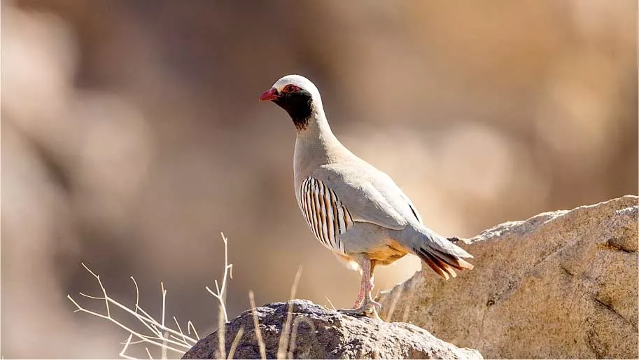 Philby’s partridge