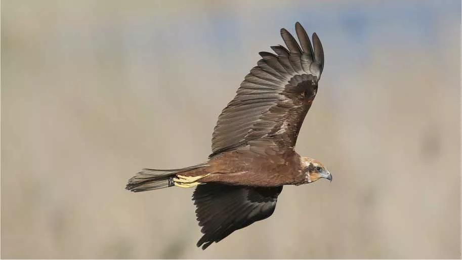 Western marsh harrier