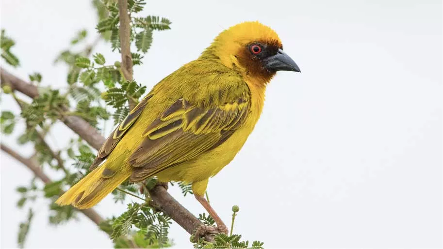 Ruepell’s weaver